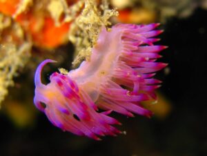 flabellina-nudibranch