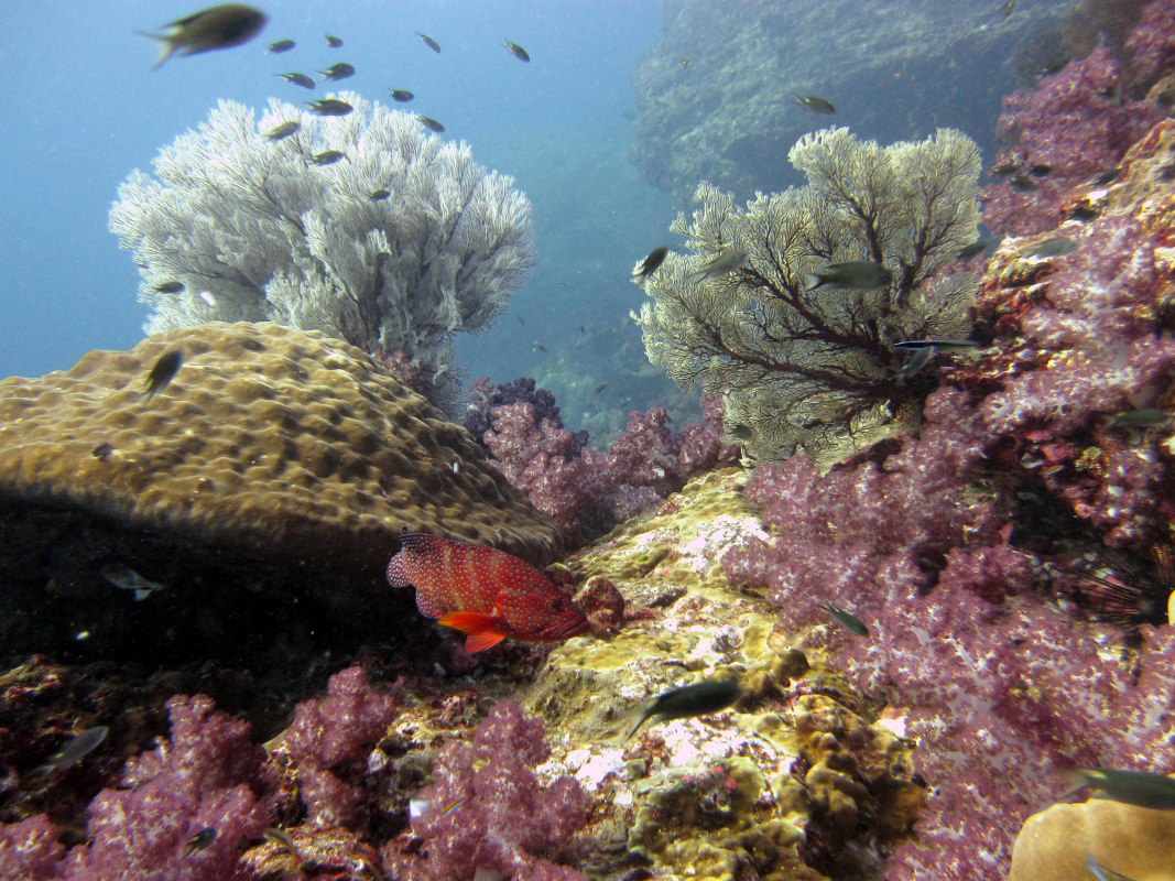 koh-tachai-korall-kert