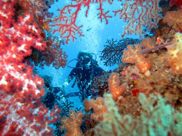 buvarkodas-korallok-kozott-similan-szigetek