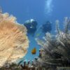 buvarok-probamerules-korallok-kozott