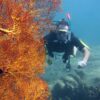 buvar-korall-probamerules-racha-szigetnel